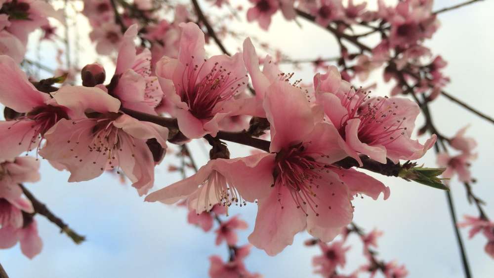 Spring Almond Blossoms in Pink Hue wallpaper