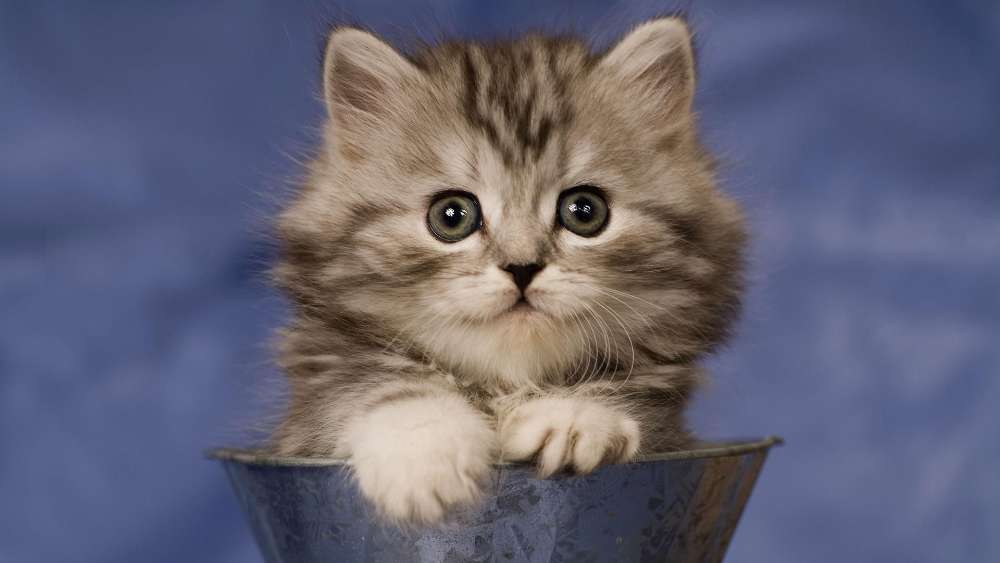 Adorable Kitten in a Bucket wallpaper