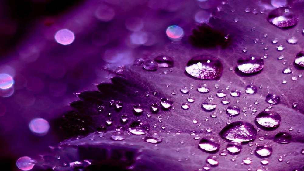 Dew-Kissed Purple Petal Dreams wallpaper