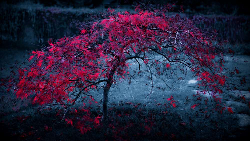 Red tree in the darkness wallpaper