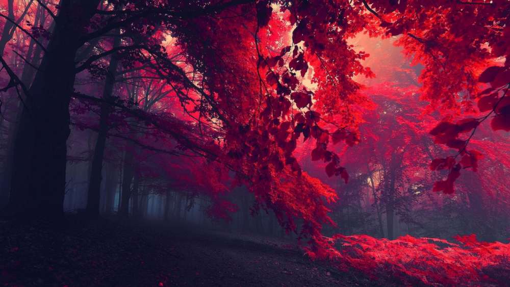 Sinsational Sintra - Misty red autumn forest wallpaper