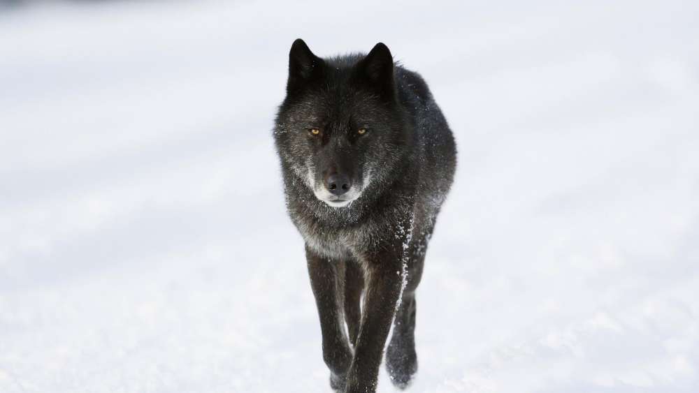 Majestic Winter Wolf in Snowy Silence wallpaper