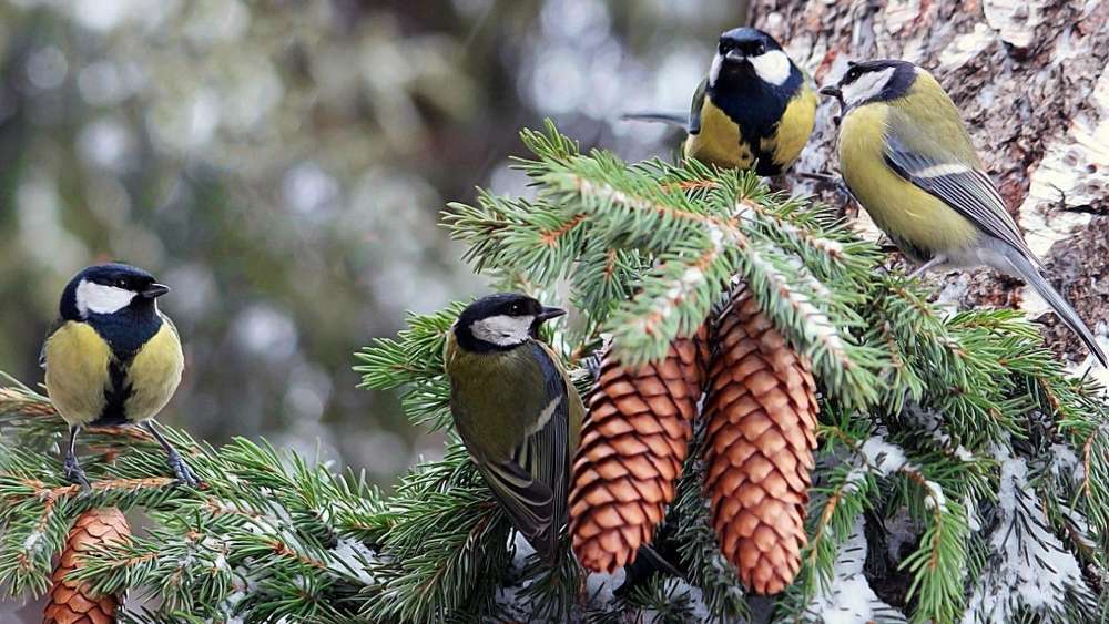 Great Tits Gathering Among Pine Cones wallpaper
