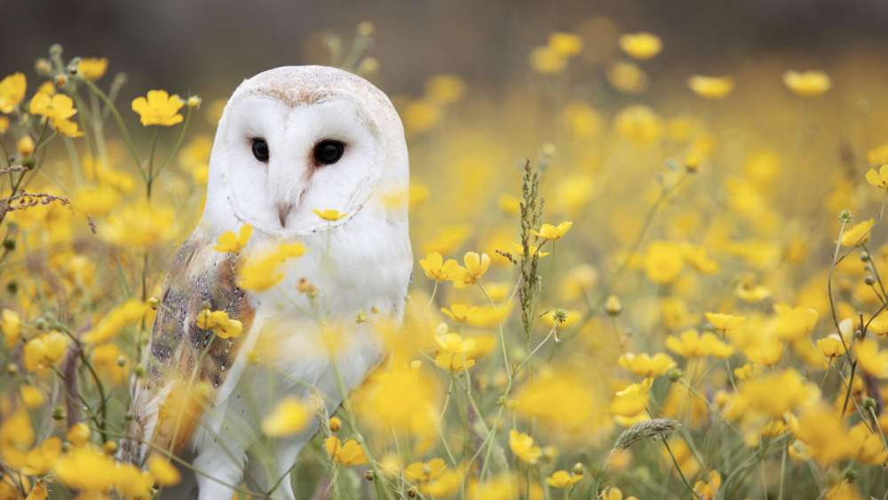 Barn Owl Amidst Golden Blossoms wallpaper