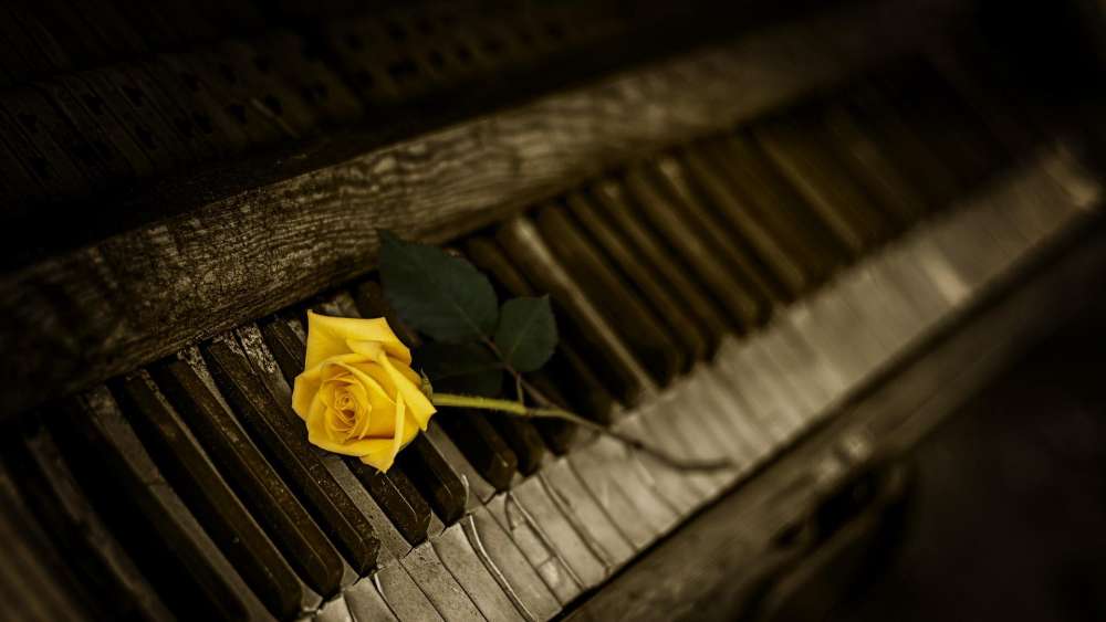 Yellow rose on the piano wallpaper