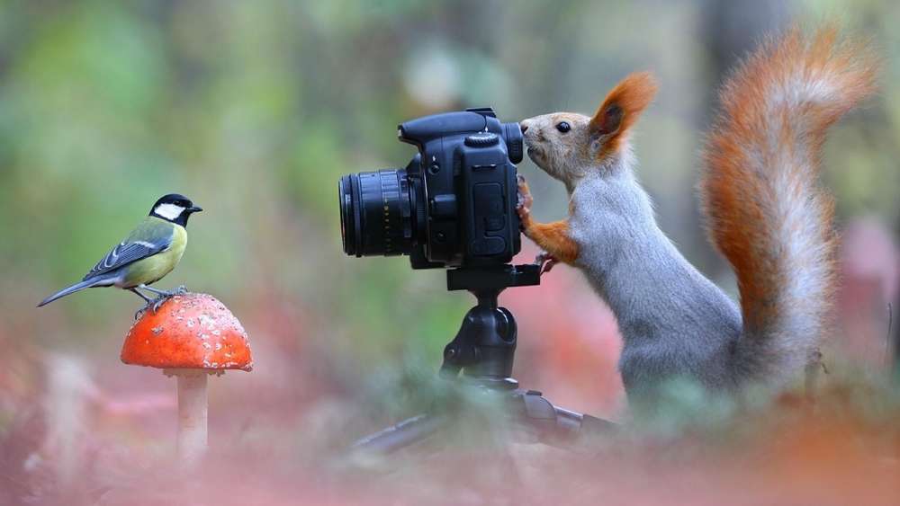 Squirrel Captures Bird's Perfect Pose wallpaper