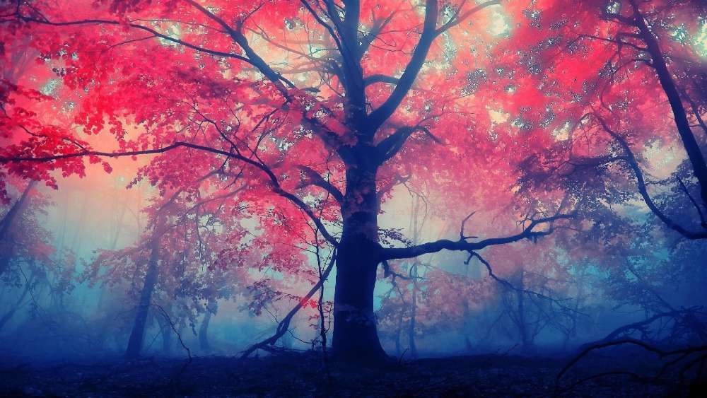 Misty Autumn Twilight Embrace wallpaper