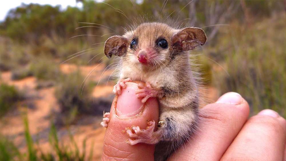 Tiny Western Pygmy Possum in a Gentle Hand wallpaper