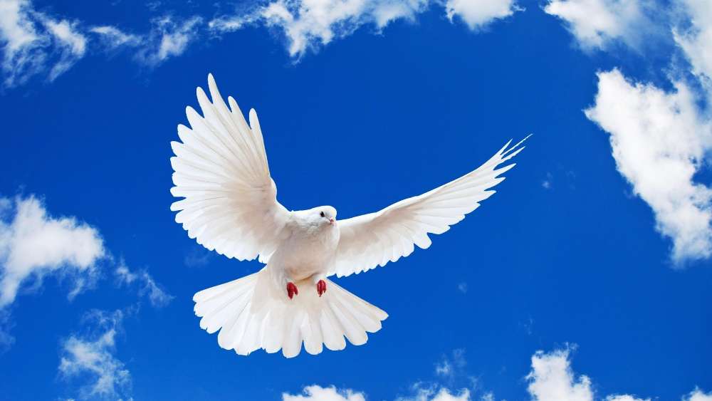 Soaring Dove Against a Blue Sky wallpaper