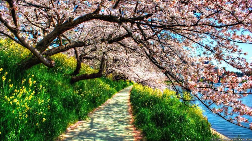 Spring cherry blossom wallpaper