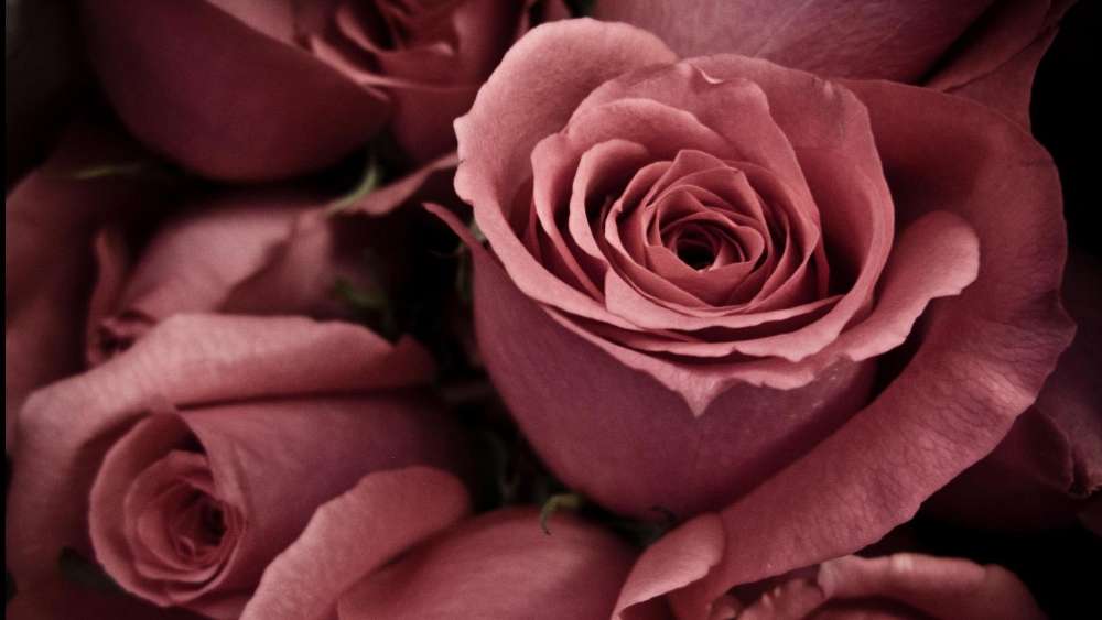Romantic Pink Roses in Soft Focus wallpaper