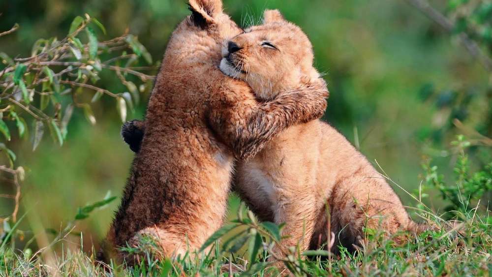 Lion Cubs Hugging wallpaper