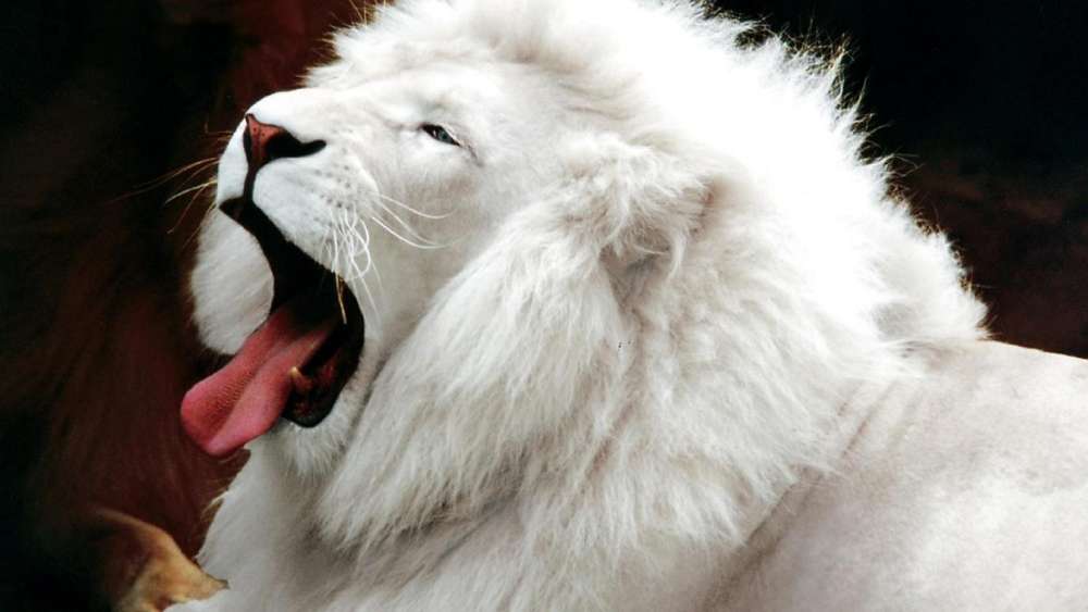Majestic White Lion Mid-Yawn wallpaper