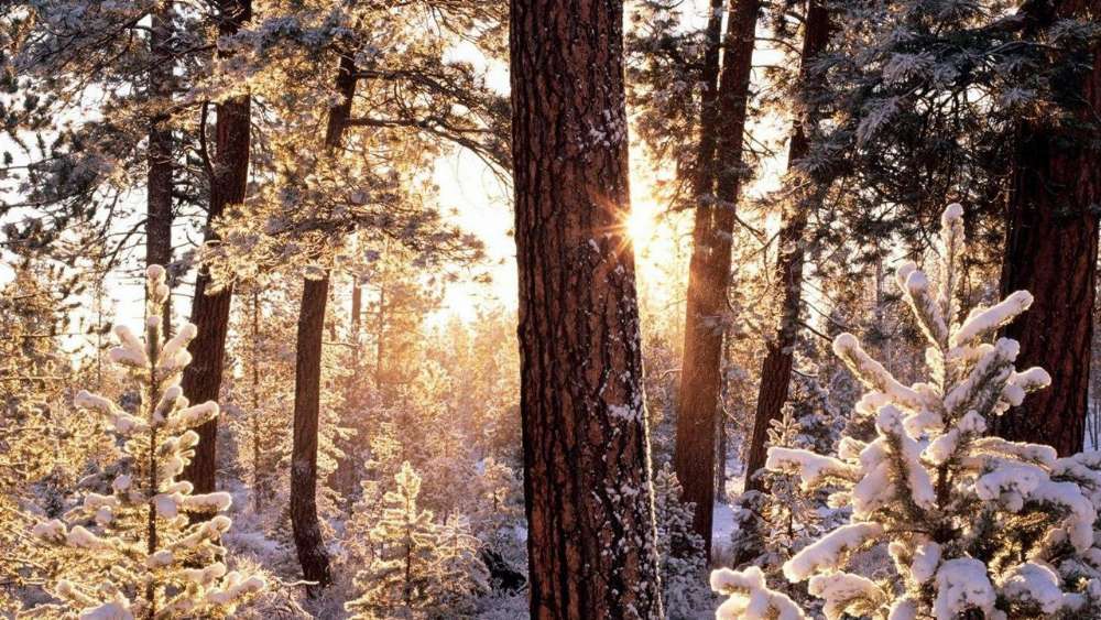 Winter Sunlight Through Frosty Forest wallpaper