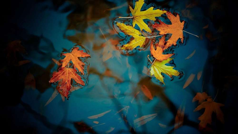 Autumn Leaves Floating on Water wallpaper