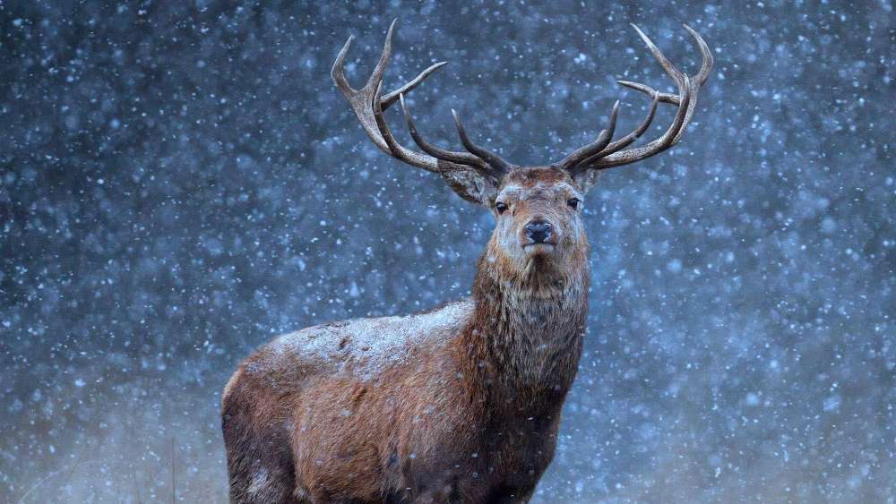 Majestic Reindeer in Snowfall wallpaper