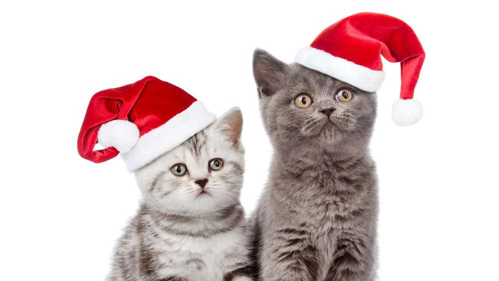 Santa's Little Helpers: Adorable Kittens in Holiday Hats wallpaper