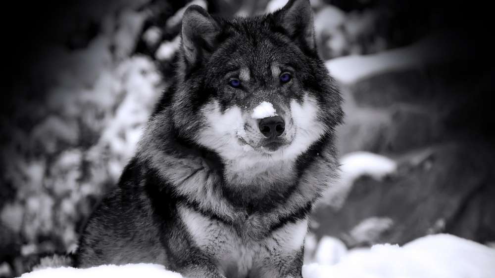 Majestic Winter Wolf in Monochrome wallpaper