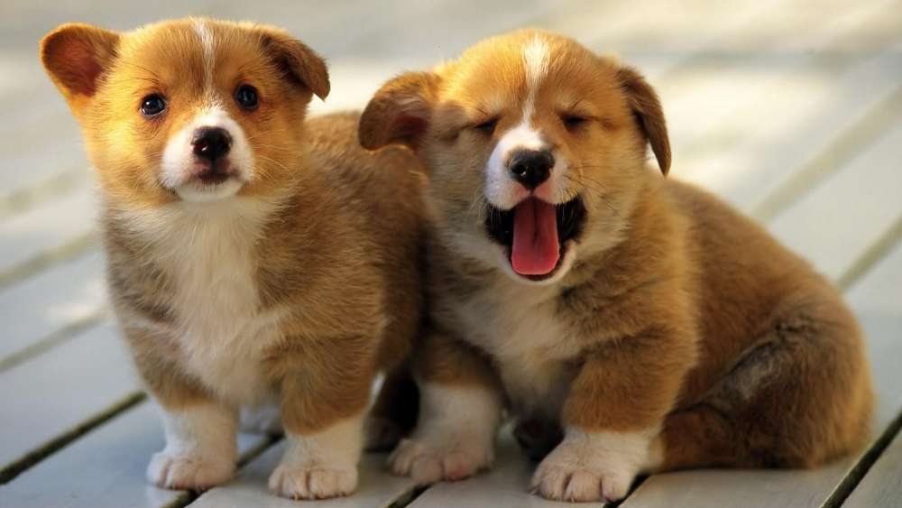 Adorable Puppy Pals Embrace the Day wallpaper