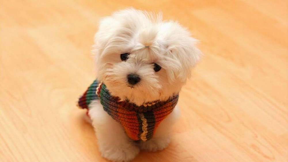 Adorable Puppy in a Cozy Sweater wallpaper