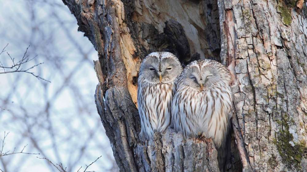 Serene Owls Nestled in a Tree wallpaper