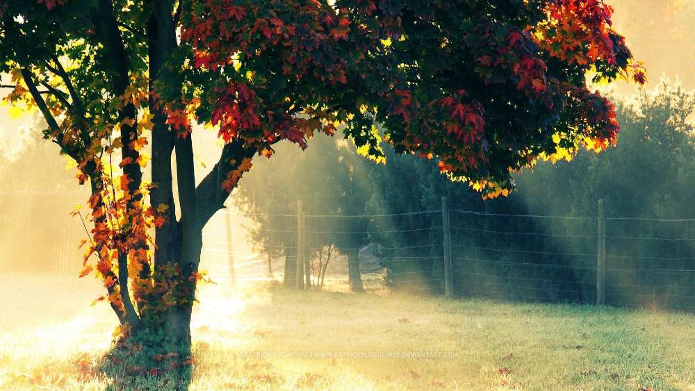 Autumn Serenity in Nature's Embrace wallpaper