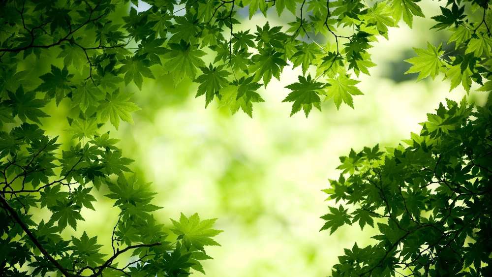 Green Canopy of Tranquility wallpaper