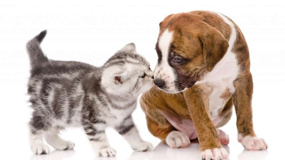 Adorable Cat and Dog First Encounter wallpaper