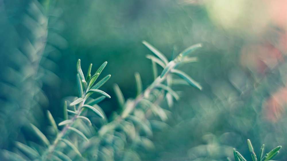 Serene Greenery in Nature's Embrace wallpaper