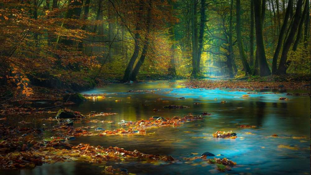 Enchanted Autumn Stream wallpaper