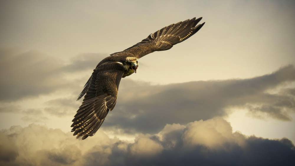 Majestic Eagle in Sunset Flight wallpaper