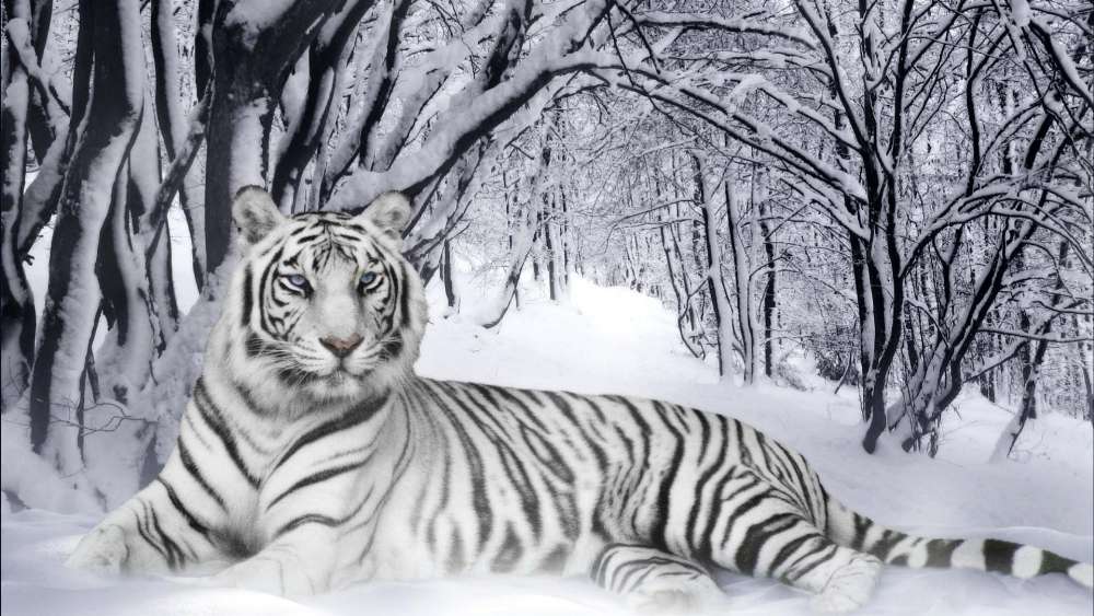 Majestic White Tiger Amidst Snowy Forest wallpaper