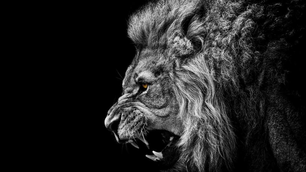 Majestic Monochrome Lion with Piercing Eyes wallpaper