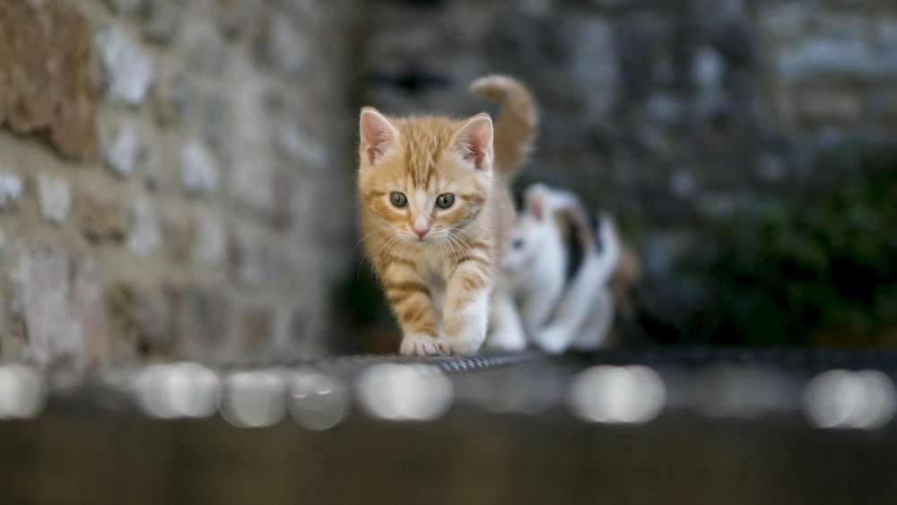 Prowling Pair of Playful Kittens wallpaper