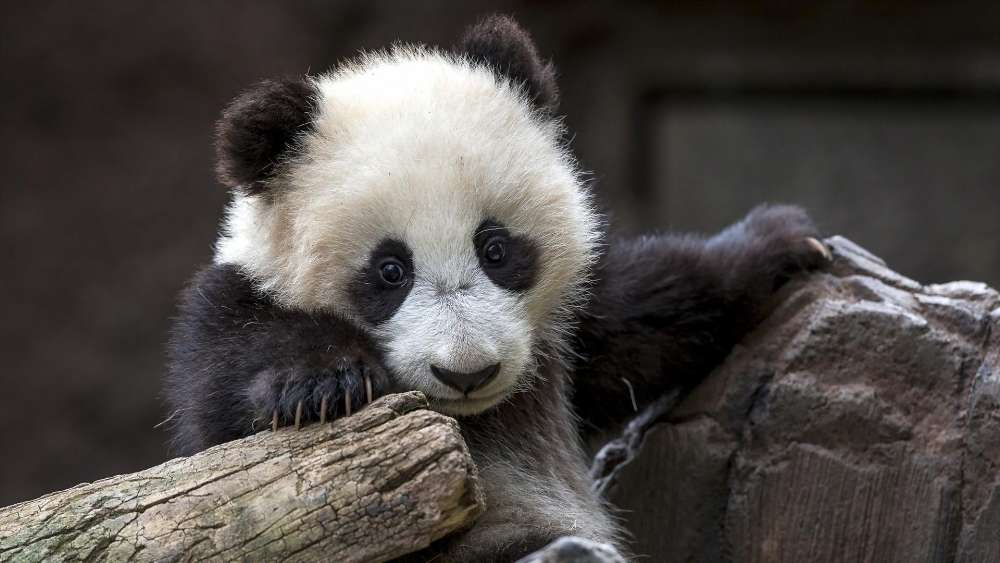Adorable Panda Cub Moment wallpaper
