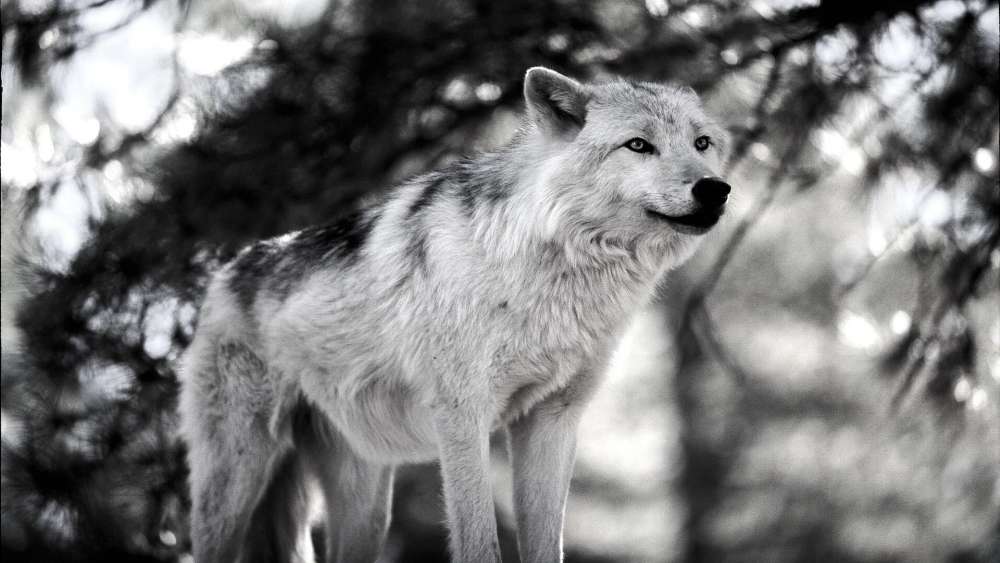 Wolf monochrome photography wallpaper