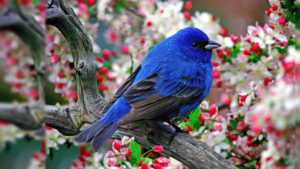 Vibrant Blue Bird Among Blossoms wallpaper