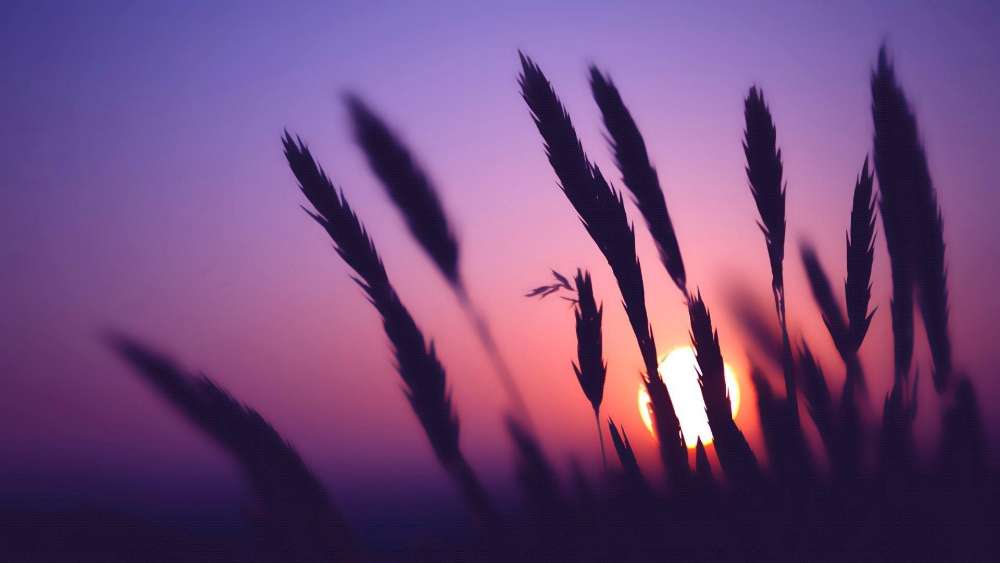 Serene Sunset Over Silhouetted Grass Blades wallpaper