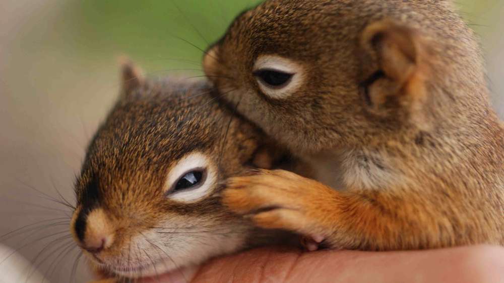 Tender Moments in the World of Squirrels wallpaper