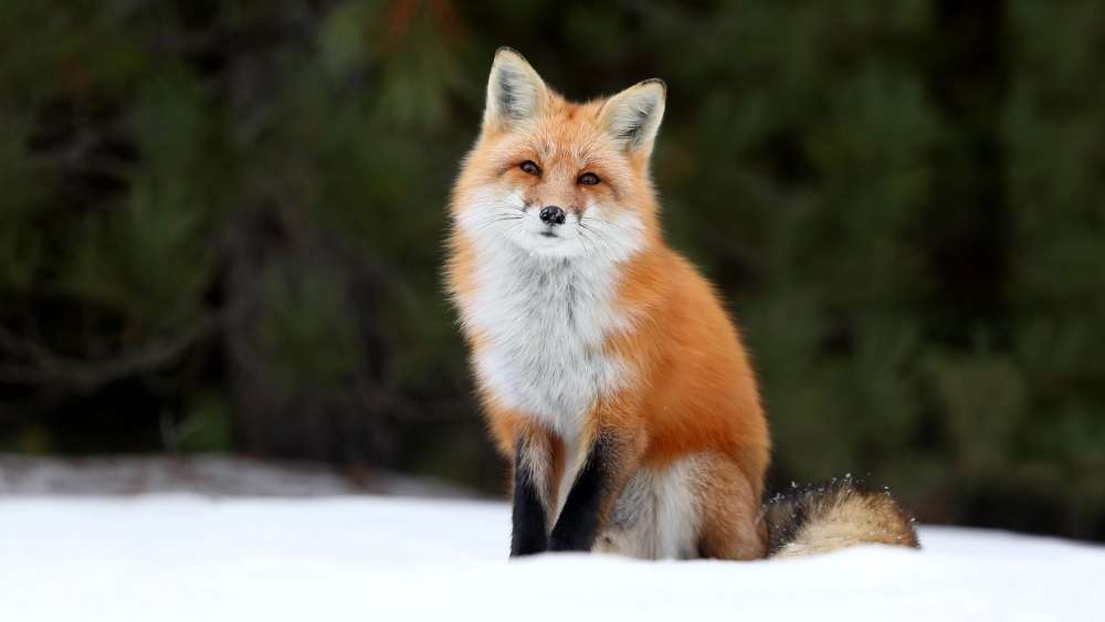 Majestic Fox in Winter Wonderland wallpaper