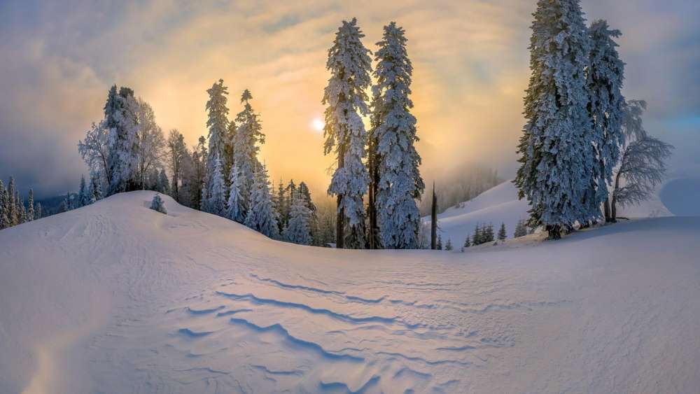 Sunlit Snowy Winter Forest Panorama wallpaper
