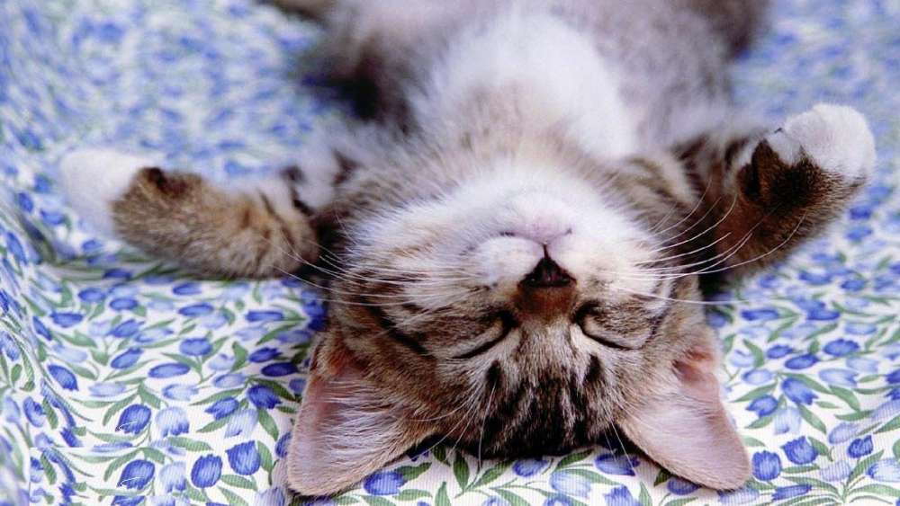 Slumbering Kitten in Serene Repose wallpaper