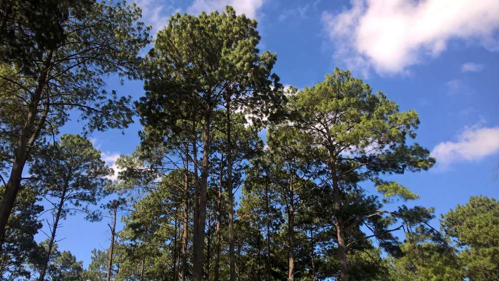 Majestic Trees Under a Clear Sky wallpaper