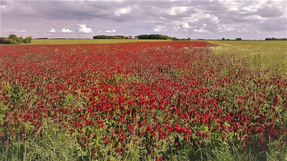 Vibrant Crimson Meadow Under Dramatic Skies wallpaper