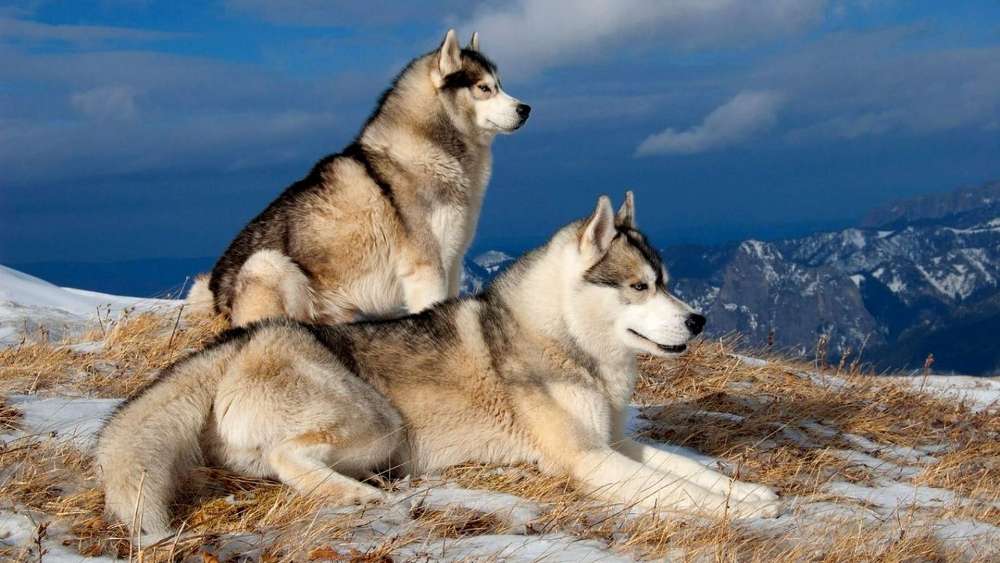 Majestic Wolves Overlooking Winter Mountains wallpaper