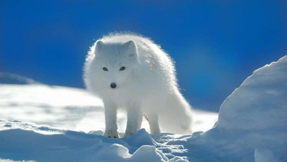 Tundra wildlife - Arctic fox wallpaper