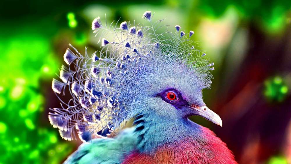 Vibrant Crowned Pigeon Showcase wallpaper
