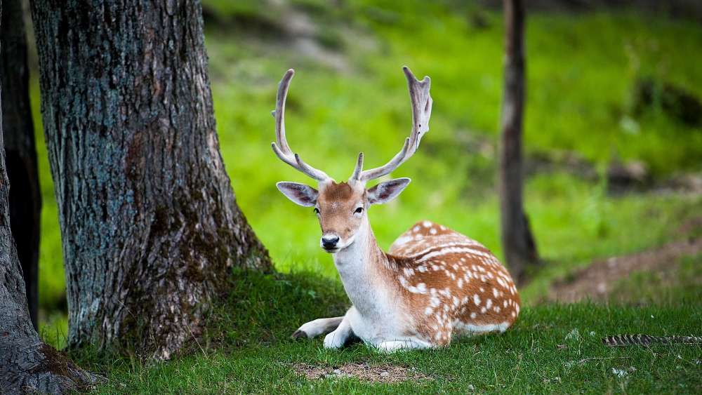 Majestic Deer Resting in Forest wallpaper