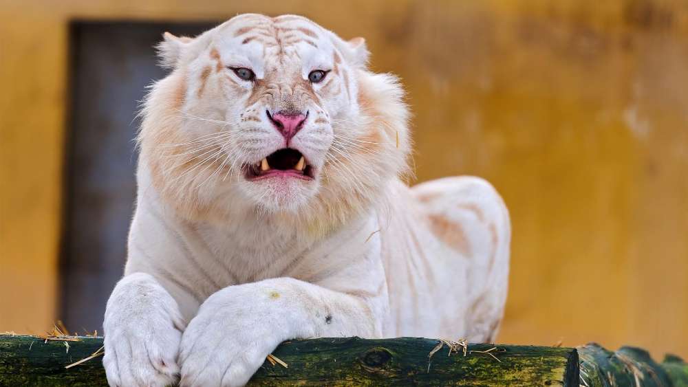 Majestic White Tiger Resting on Timber wallpaper