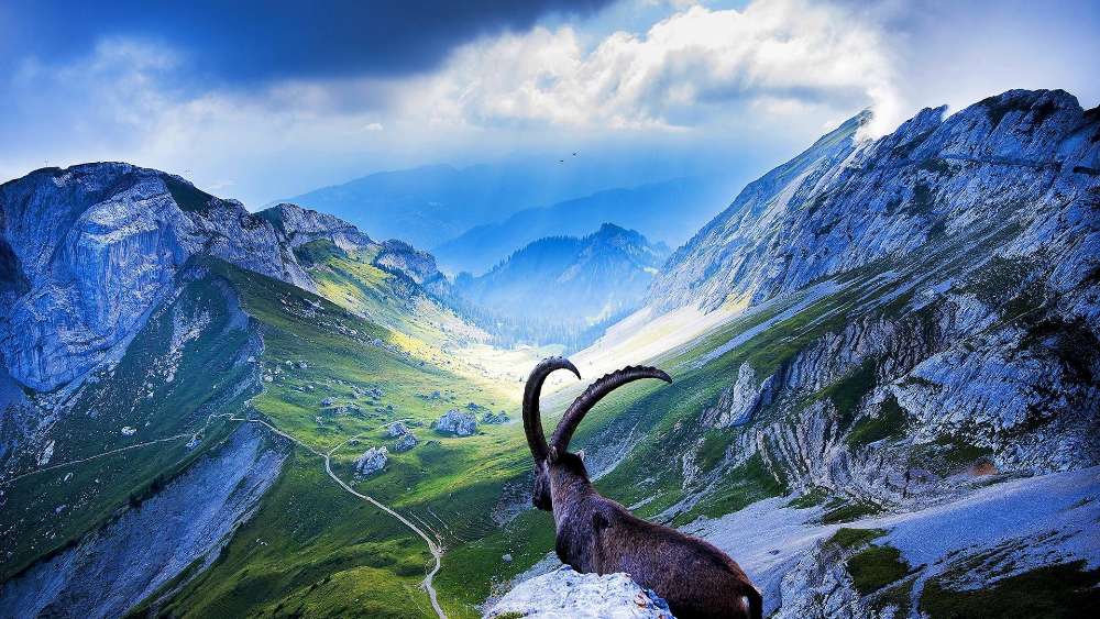 Majestic Mountain Goat Overlooking Vast Landscapes wallpaper